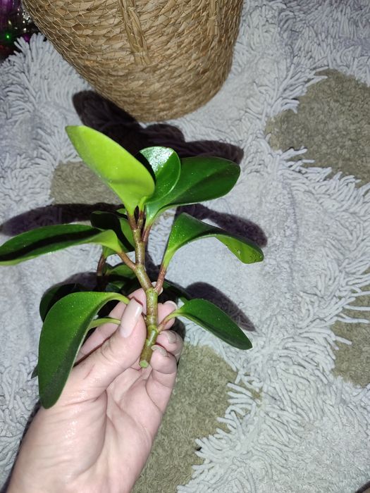 Комнатные цветы.