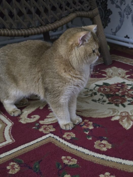 Вязка супер кот скоттиш страйт