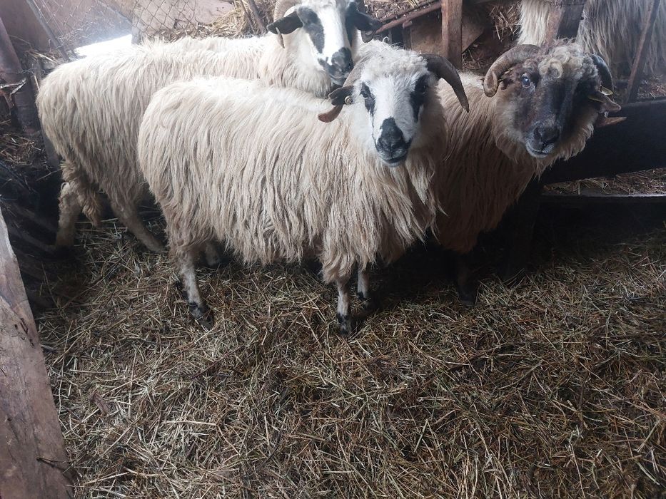 Oi cu miei si oi Sterpe Țurcane grase