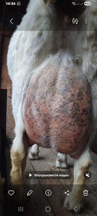 заненский ешкі сатылады