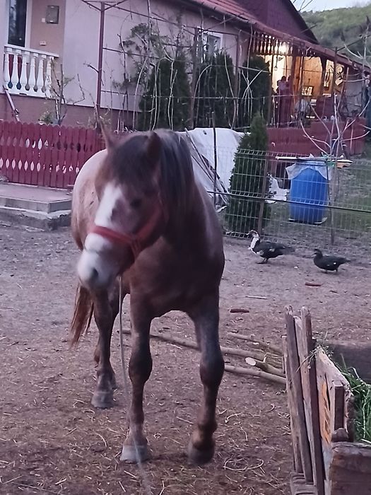 De vanzare Manz de 1 an si 8 luni