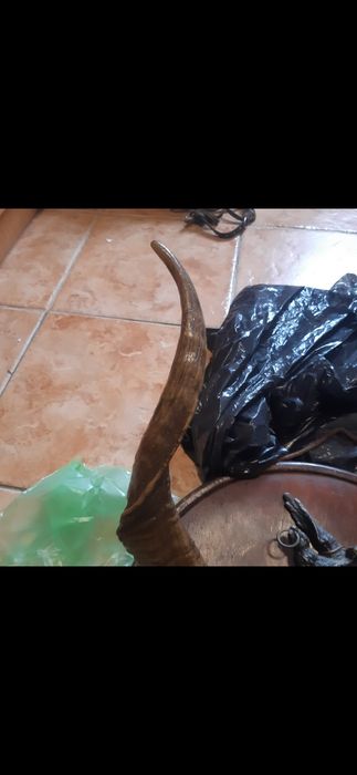Trofeu vanatoare țap  pe panoplie cu decor