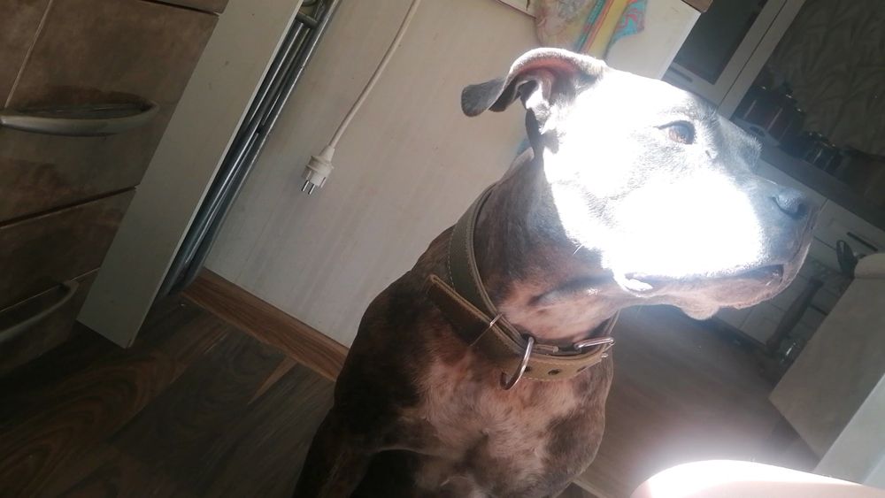 Питбультерьер, американский.