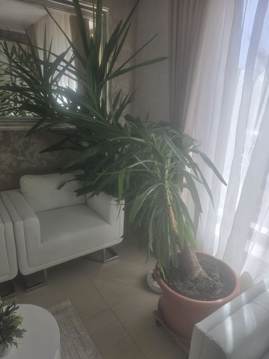 Vanzare floare in ghiveci de camera.