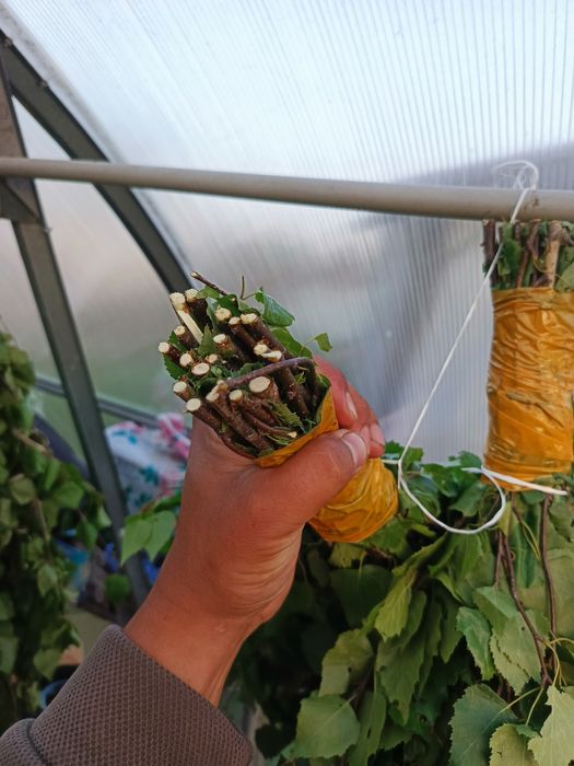 Продам березовые веники
