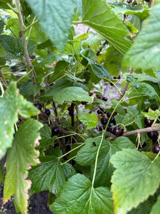 Дача СО " Геолог"