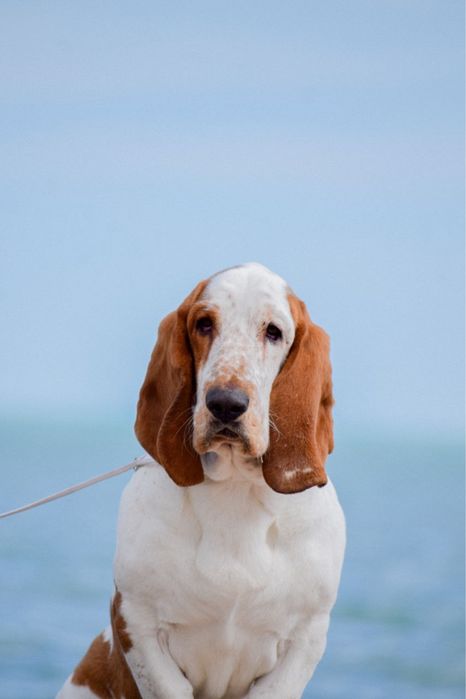 Бассет хаунд для вязки