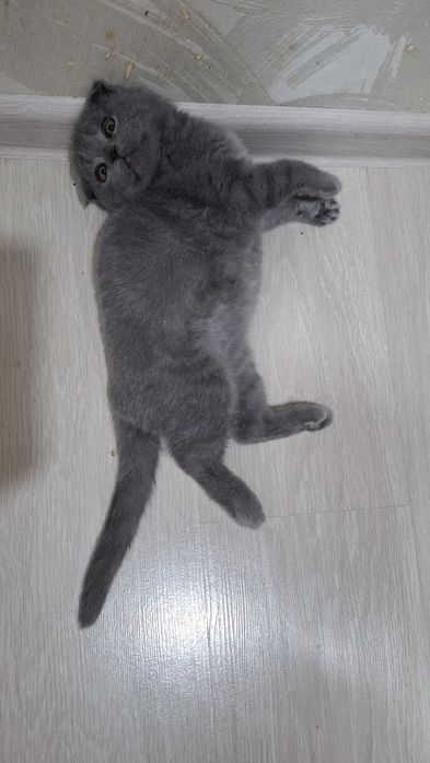 Продам трёхмесячного вислоухого пепельного котёнка