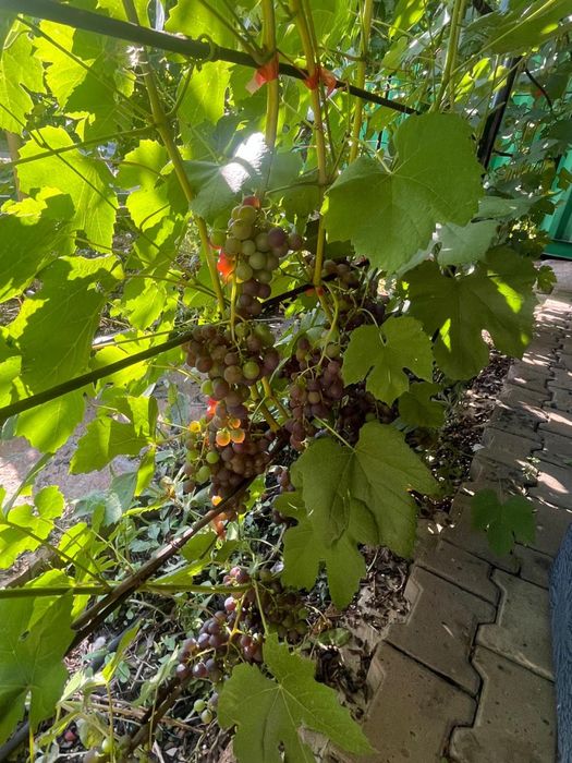 Продам коттедж в Талапкере