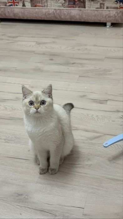Котенок кот мальчик 8 месяцев