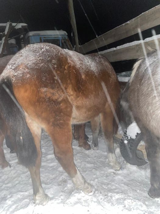 Үш бас полтарашка сатылады