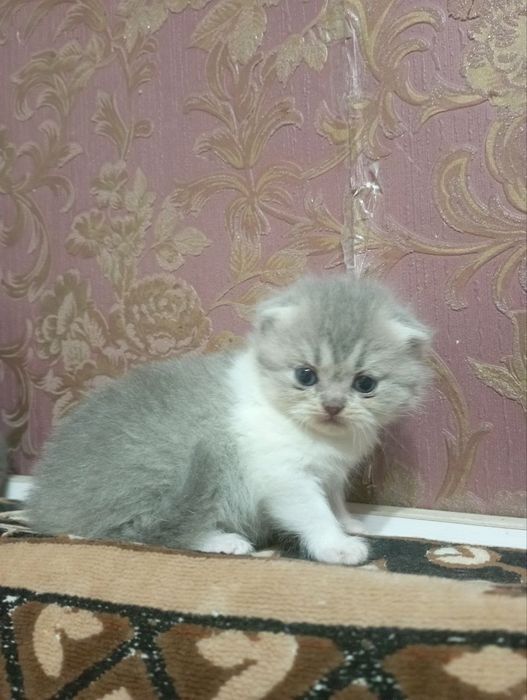 Продаю котенка девочку