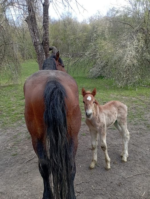Vând o iapă cu mânză și un mânz