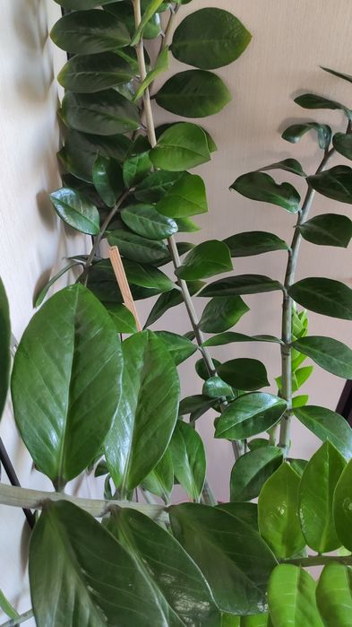 Замиокулькас (долларовое дерево)