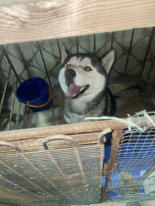 Alfa 8 oylik it domashniy