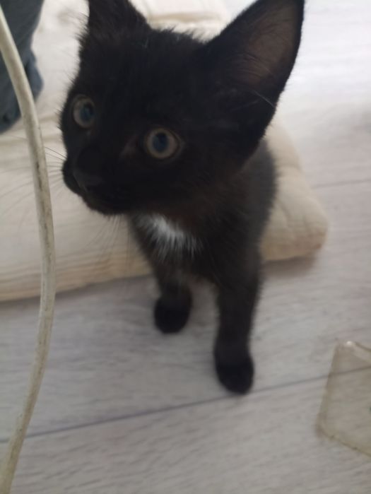 Котенок 2 месяца