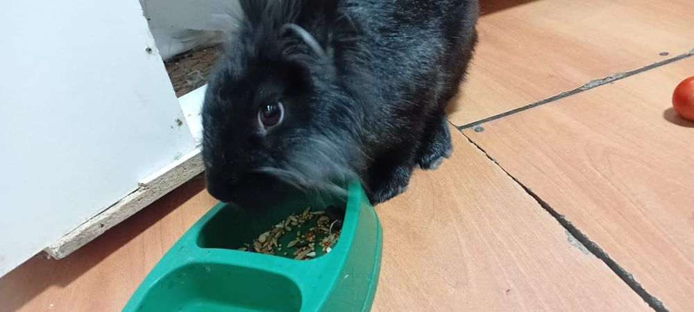 Декоративный кролик