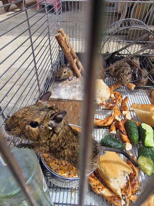 Veverite degu...