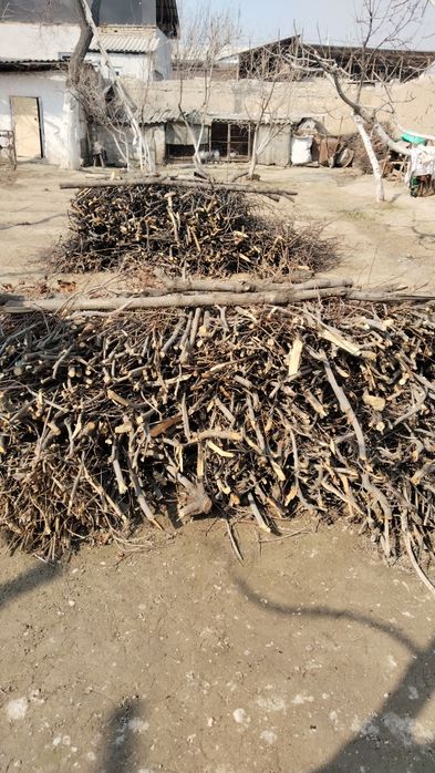 Тандир Боп отинлар