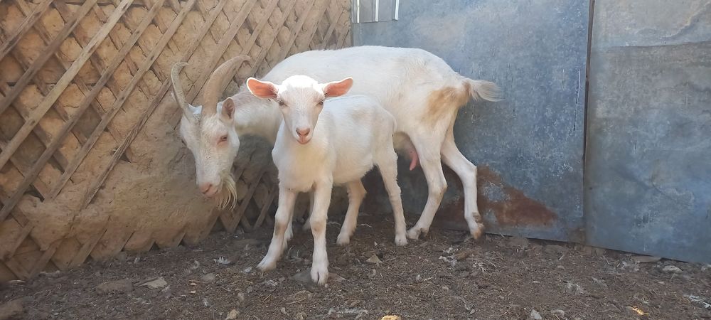 Зааненскач козочка.