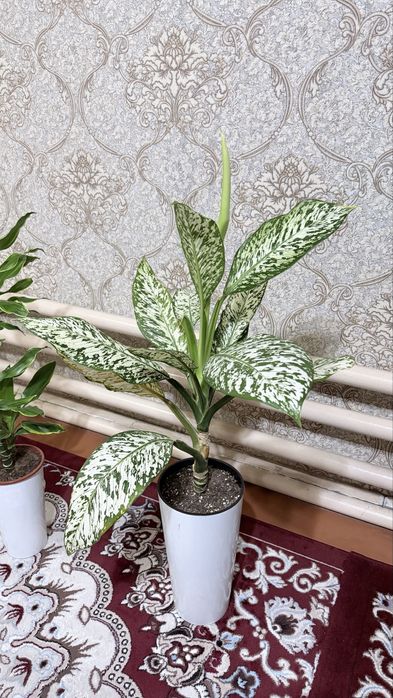 Difenbaxiya balandligi 113 sm yaxshi xolatda!