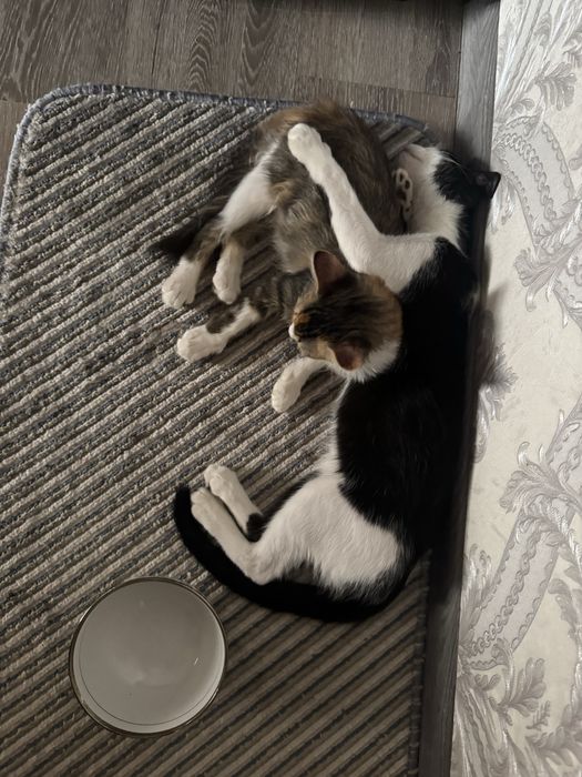 Кошечки бепслатно