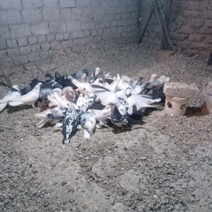 Продам домашних голубей.