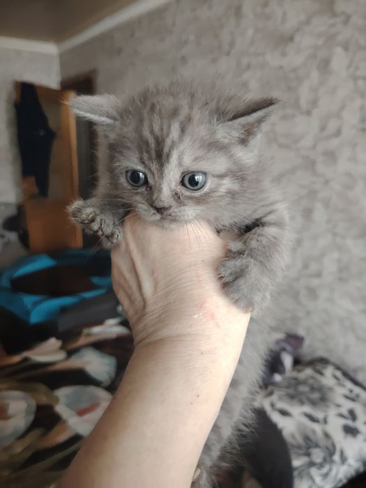 Британский малыш