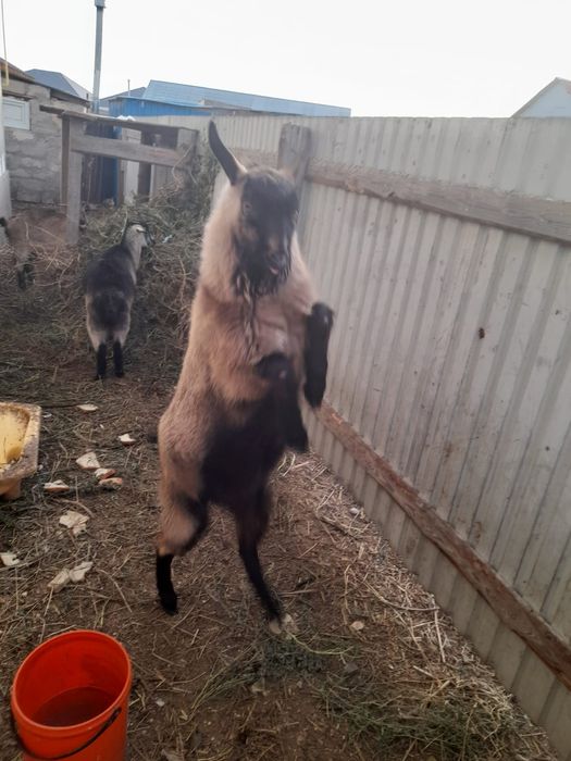 Сатылады Саудасыбар