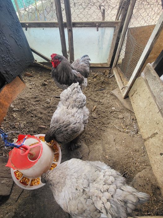 Matca  rasa pura brahma albastru ,oua si pui