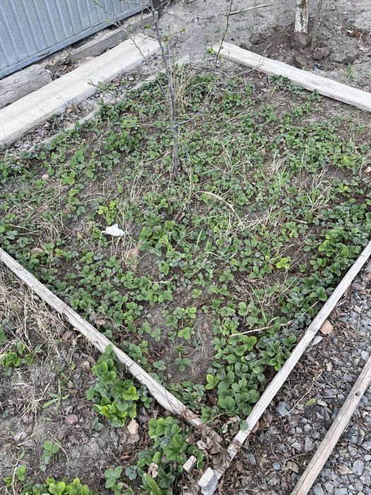 Рассада многоразовые клубники