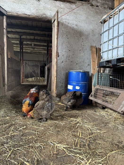 Gaini brahma potarnichiu