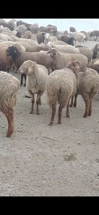 Бараны овцы қой тоқты