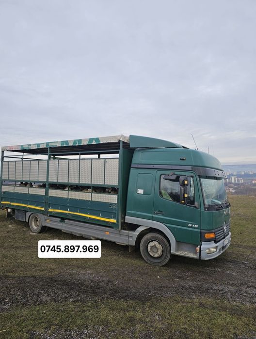 Transport animale vii , ovine