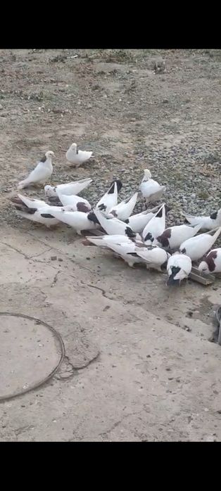 Продам голубей шейки.