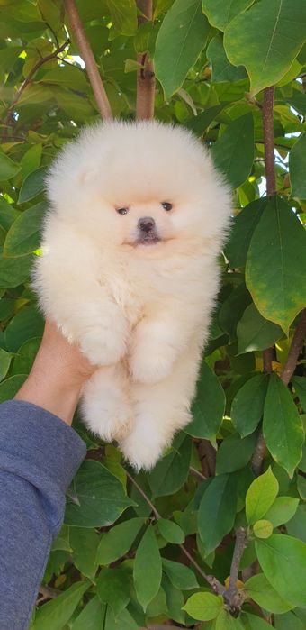 Померан мини померан