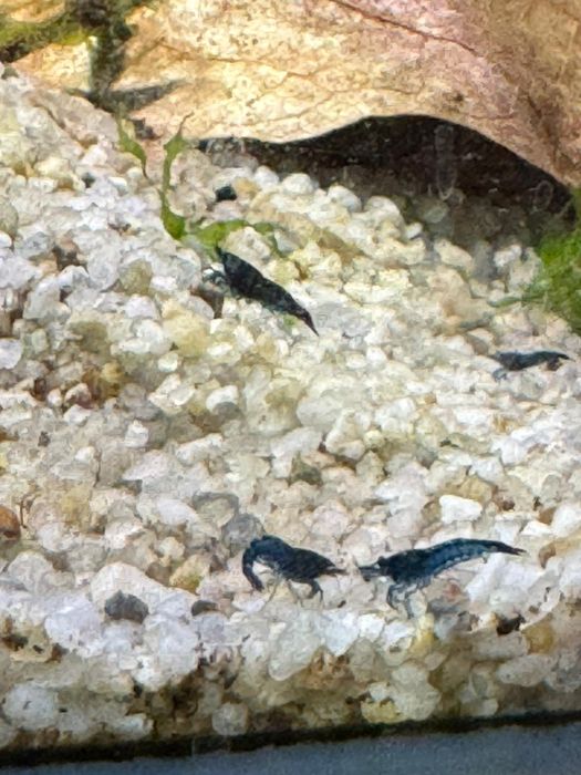 Creveti blue dream neocaridina acvariu