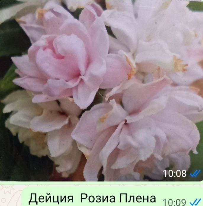 Гортензи жасмин спиреи  сирен аконит хризантемы