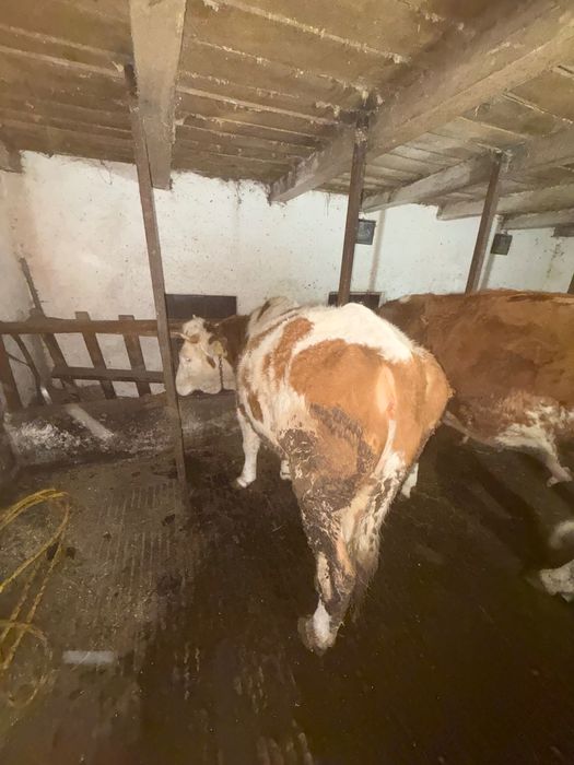 Taur și jurinca  vând pentru detalii la telefon