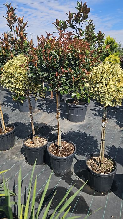 Photinia red robin- Prunus laucerasus- Leylandi