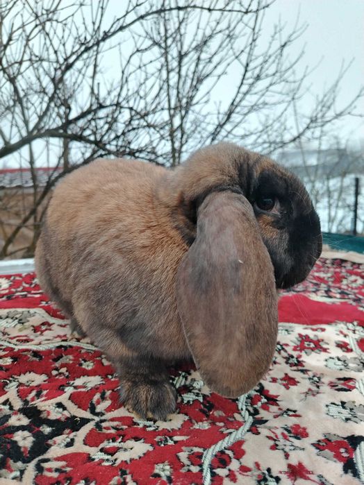 Iepuri berbec german