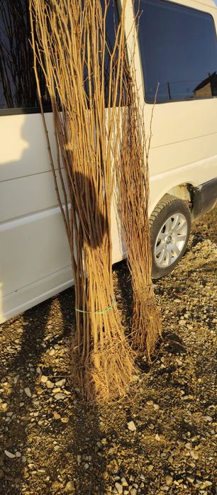 Puieți salcâm frasin fag carpen ulm plop mesteacăn brad molid Tei arin