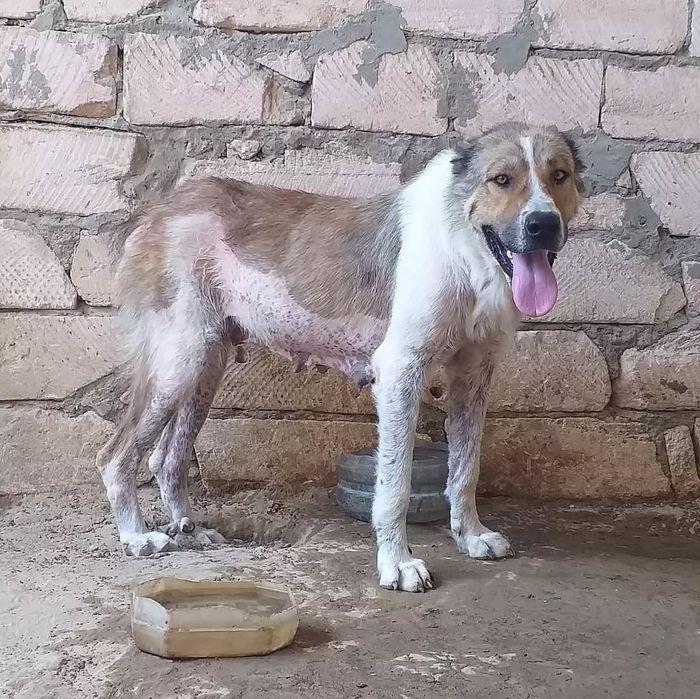 Дочька Халка 3х Чемпиона