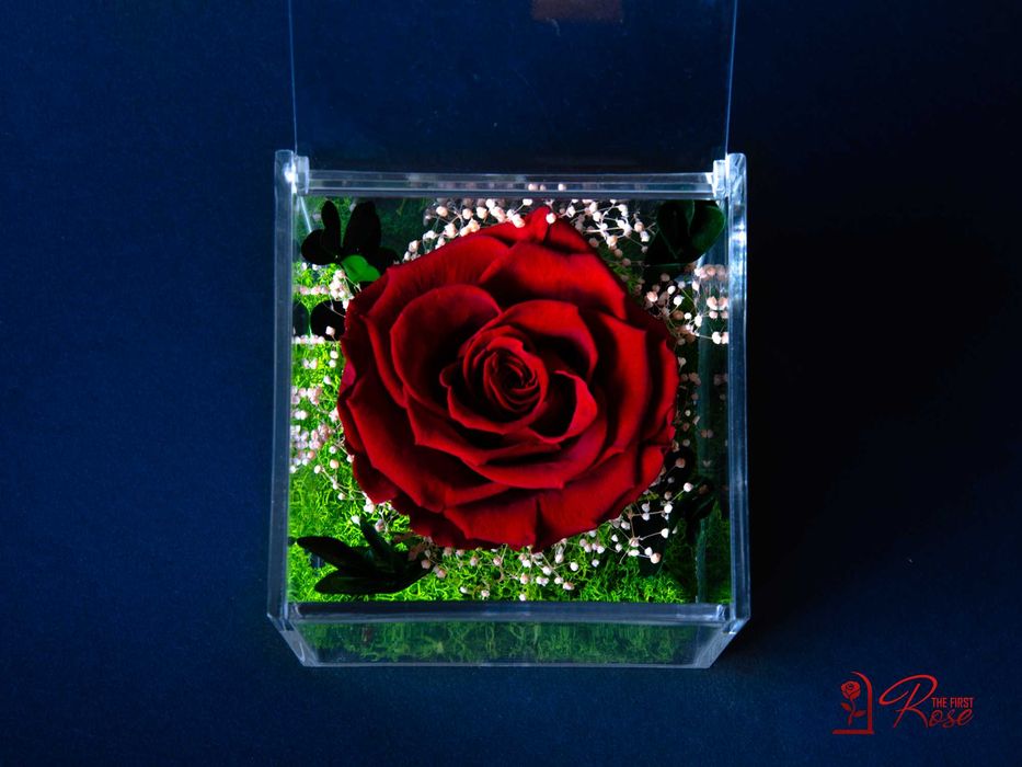 Истинска Вечна Роза в Кутия / Оригинален и Стилен Подарък за Жена
