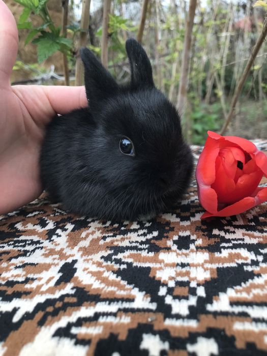 Кролики декоративные ккрликовые