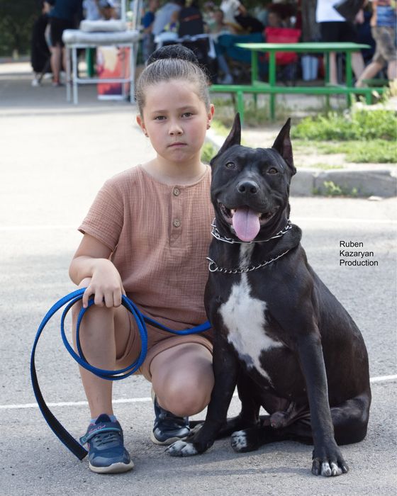 Кобель для вязки Американский питбультерьер