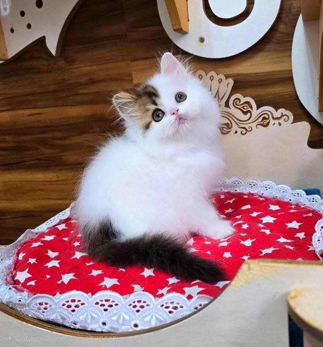 Шотландские котята скоттиш фолд страйт хайленд, золотые шиншилы