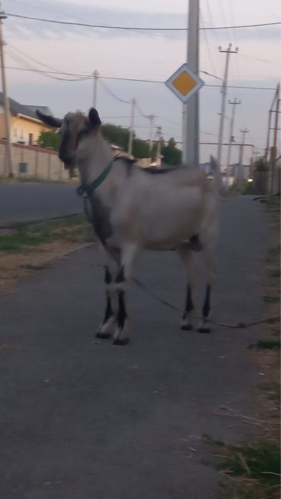 Серке көкпарға, денесі ірі ұзын бойлы. серке теке бар
