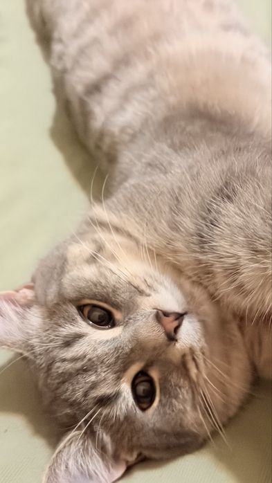 Отдам в добрые руки