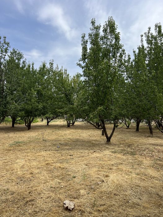 Ер сотилади 10 сотих